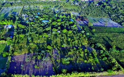 Green Magic: Our Training Center’s 12,000-Tree Food Forest