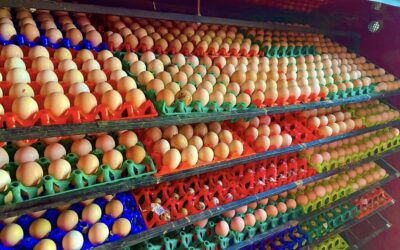 Fertile Harvest: Permaculture Paradise Institute Farms’ Bounty of Fertilized Eggs