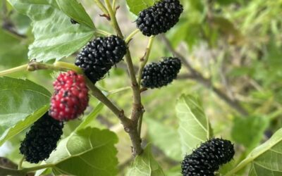 Unveiling the Enchantment: The Second Mulberry Season