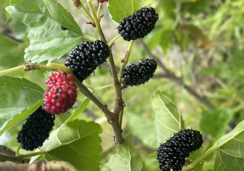 Unveiling the Enchantment: The Second Mulberry Season