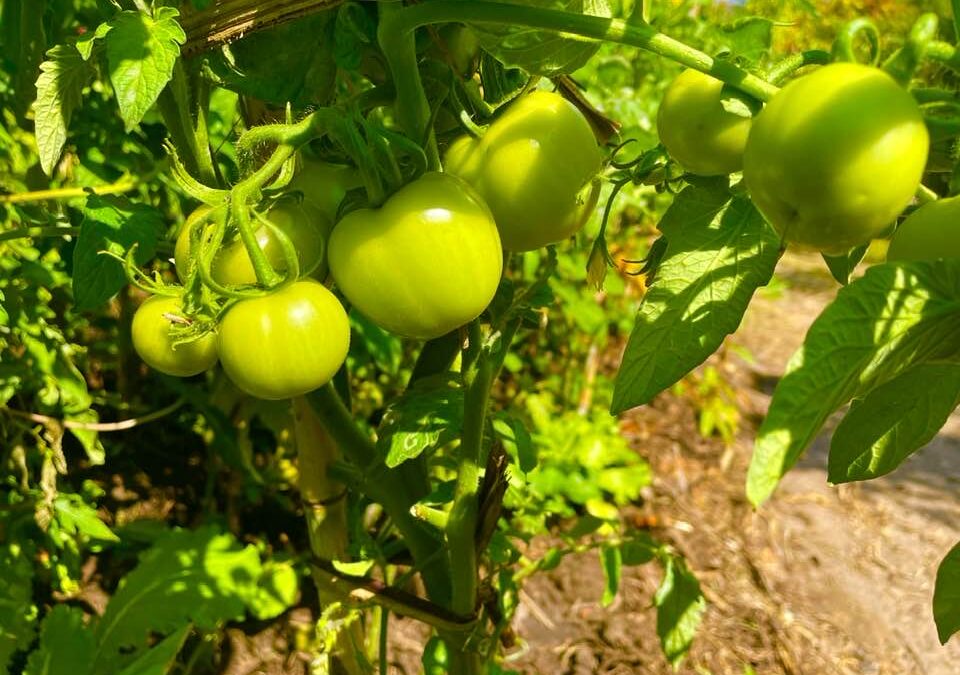 A Journey Through Our Food Forest: The Tale of Organic Tomatoes