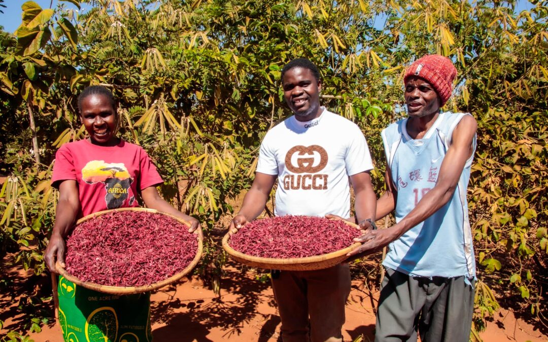 Transforming Gardens into Food Forests: A Triumph in Southern Malawi