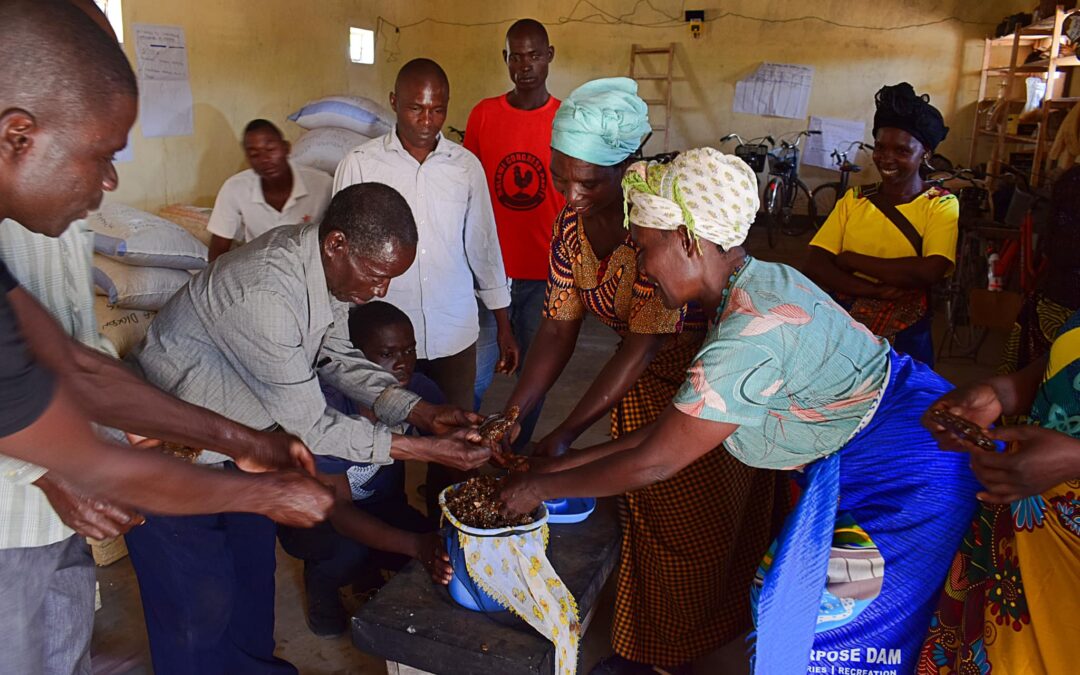 Day Four of Beekeeping Training in Madisi Dowa: Traditional Honey Processing Techniques