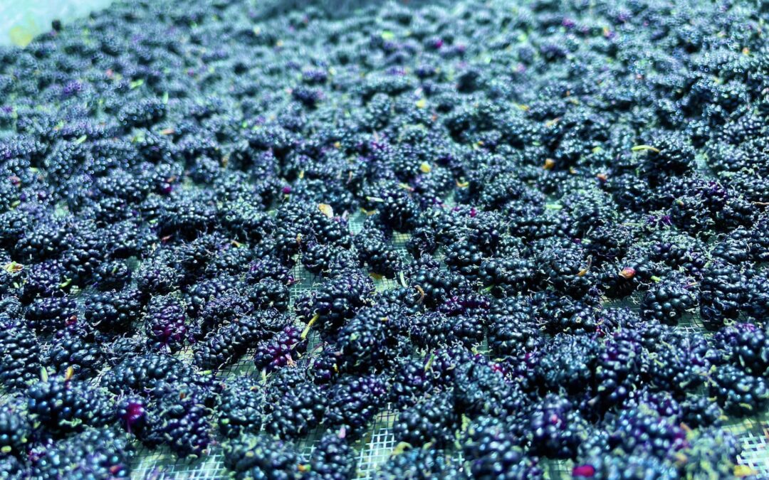 Embracing the Mulberry Season: How We’re Turning Abundance into Delightful Dried Treats